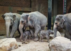 Thuza, Kewa und Pantha mit den beiden Jungtieren © Zoo Leipzig
