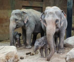 Thuza mit ihrer Tochter und Akito bei Oma Kewa © Zoo Leipzig