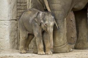 Wie soll das Elefantenkalb heißen - Vorschläge noch bis morgen © Screenshot Zoo Leipzig