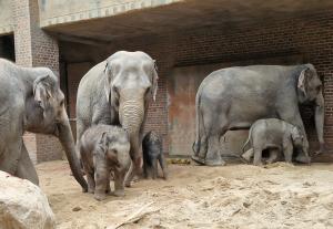 Zuwachs im Elefantentempel - ab heute zeigt sich die Herde mit Kewas Jungtier © Zoo Leipzig