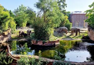 Sommerfeeling am Elefantentempel  Zoo Leipzig