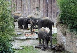 Voi Nam zusammen mit seinen Elefantenkhen am Tortenbuffet  Zoo Leipzig